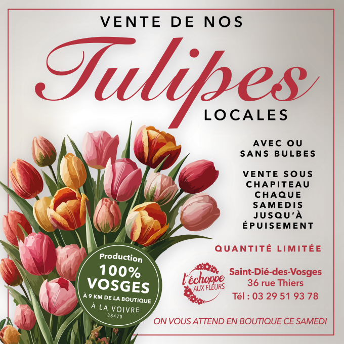 Nos tulipes locales sont là ! ✨